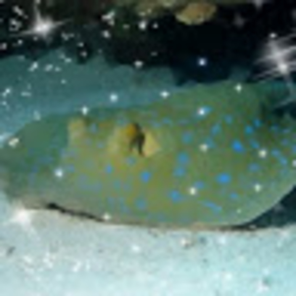 Meet your Posher, Stingray